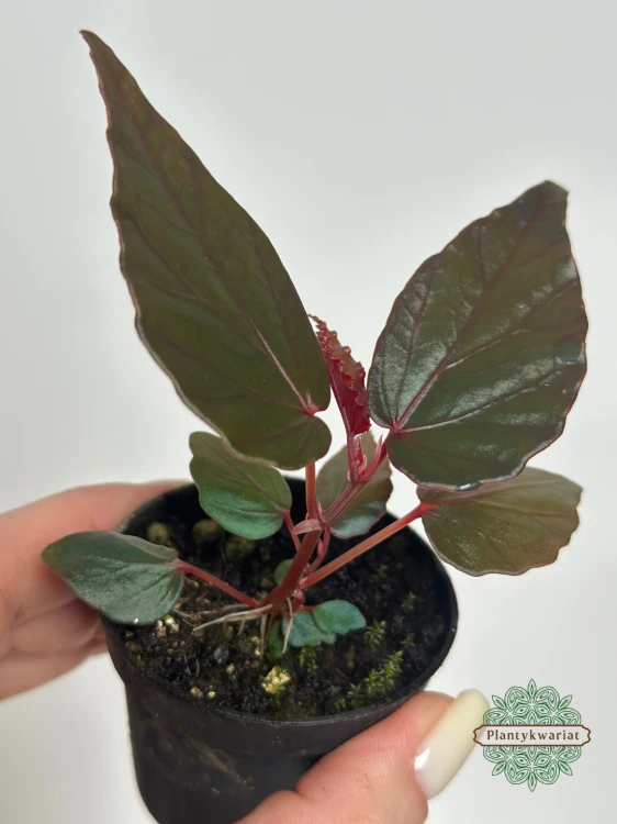 Begonia kapuashuluensis (temuyuk blue)