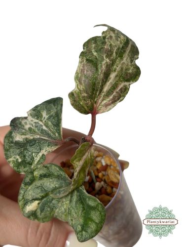 Pieprz (Piper) Silvaticum Variegata