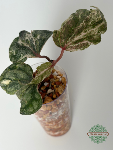 Pieprz (Piper) Silvaticum Variegata