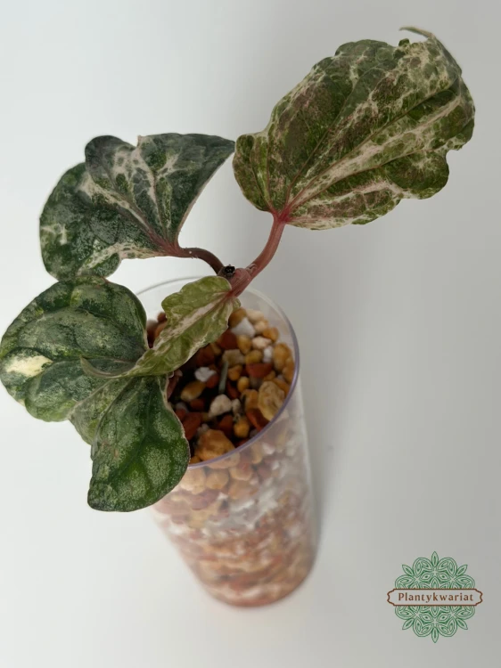 Pieprz (Piper) Silvaticum Variegata