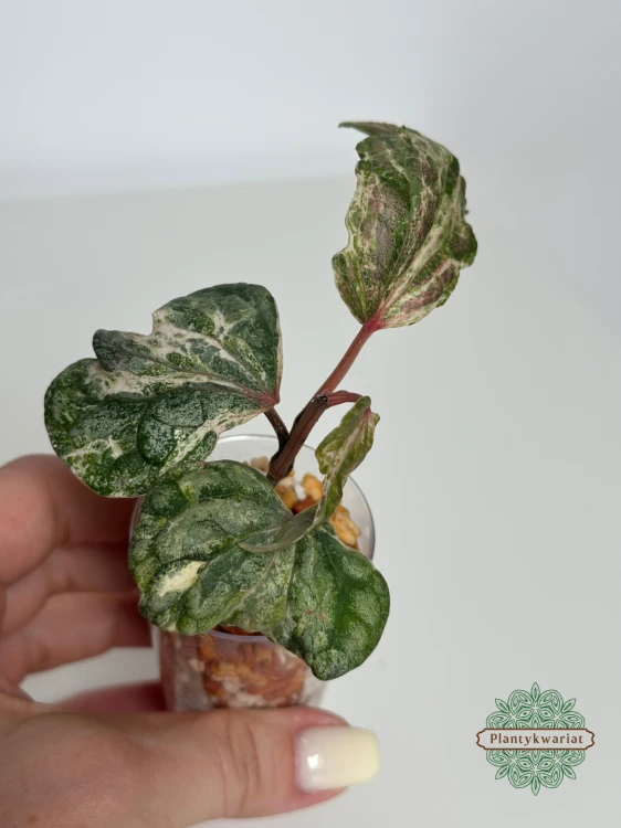 Pieprz (Piper) Silvaticum Variegata