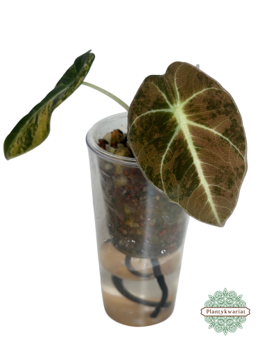 Alokazja (Alocasia) Black Velvet Gold (Aurea)
