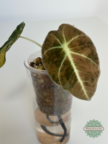 Alokazja (Alocasia) Black Velvet Gold (Aurea)