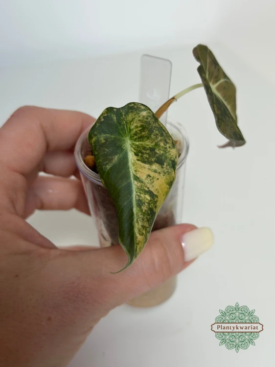 Alokazja (Alocasia) Black Velvet Gold (Aurea)