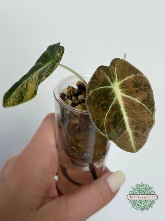 Alokazja (Alocasia) Black Velvet Gold (Aurea)