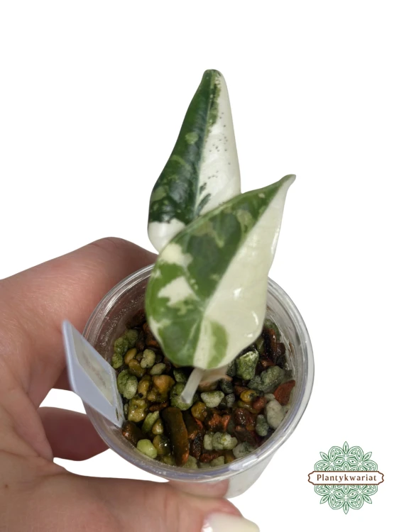 Alokazja (Alocasia) Maharani Albo Variegata maluszek piękne wybarwienie