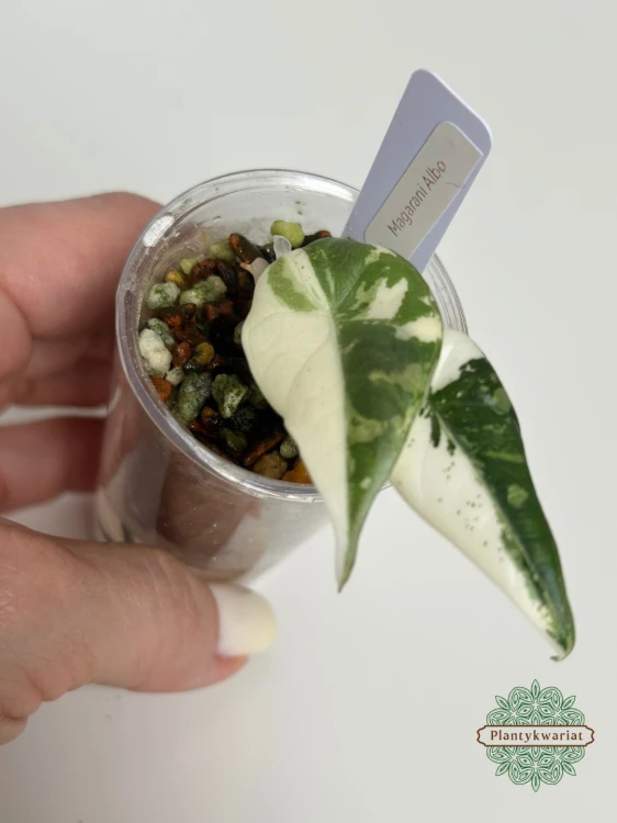 Alokazja (Alocasia) Maharani Albo Variegata maluszek piękne wybarwienie