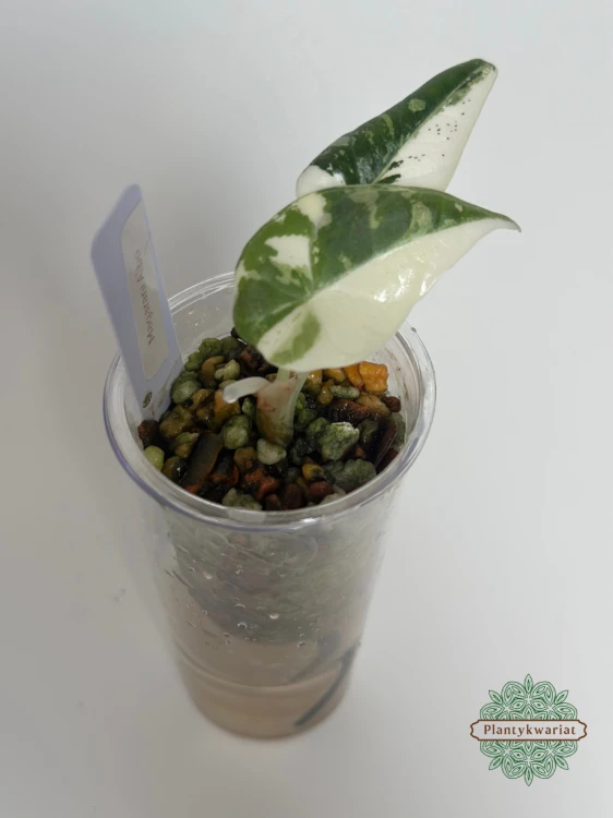 Alokazja (Alocasia) Maharani Albo Variegata maluszek piękne wybarwienie