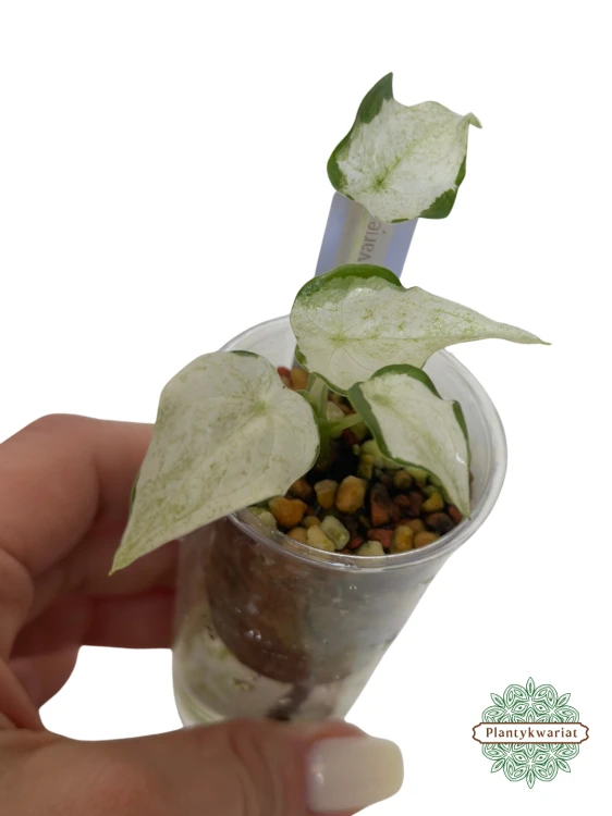 Alokazja (Alocasia) cucullata variegata albo mint