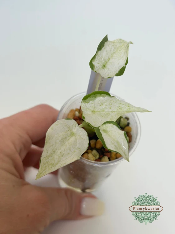 Alokazja (Alocasia) cucullata variegata albo mint