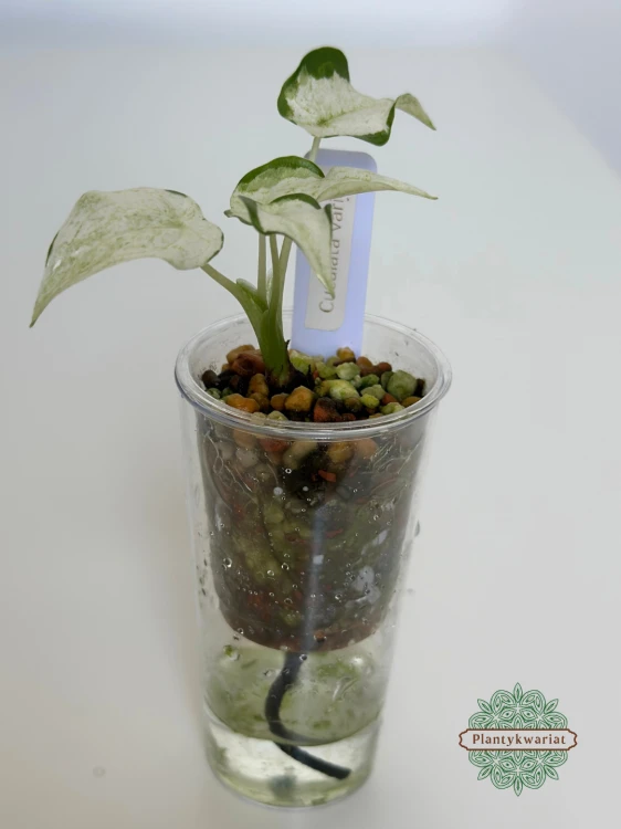 Alokazja (Alocasia) cucullata variegata albo mint