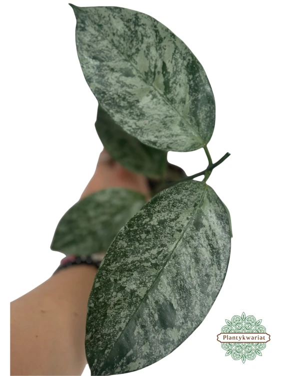 Hoja (Hoya) Coriacea Silver