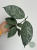Hoja (Hoya) Coriacea Silver