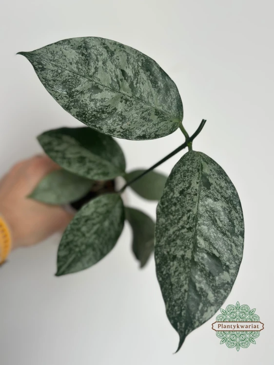 Hoja (Hoya) Coriacea Silver