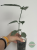 Hoja (Hoya) Coriacea Silver