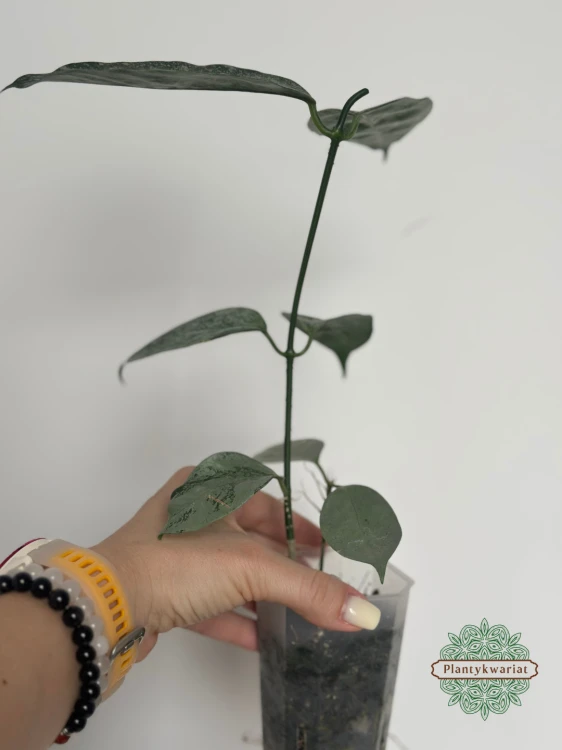 Hoja (Hoya) Coriacea Silver