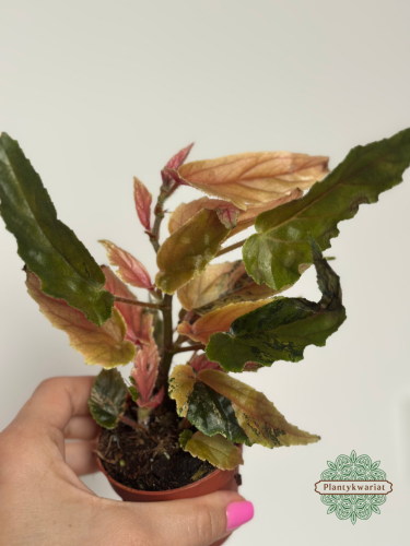Begonia Ginny Galaxy Variegata