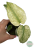 Monstera Mint ø8 cm