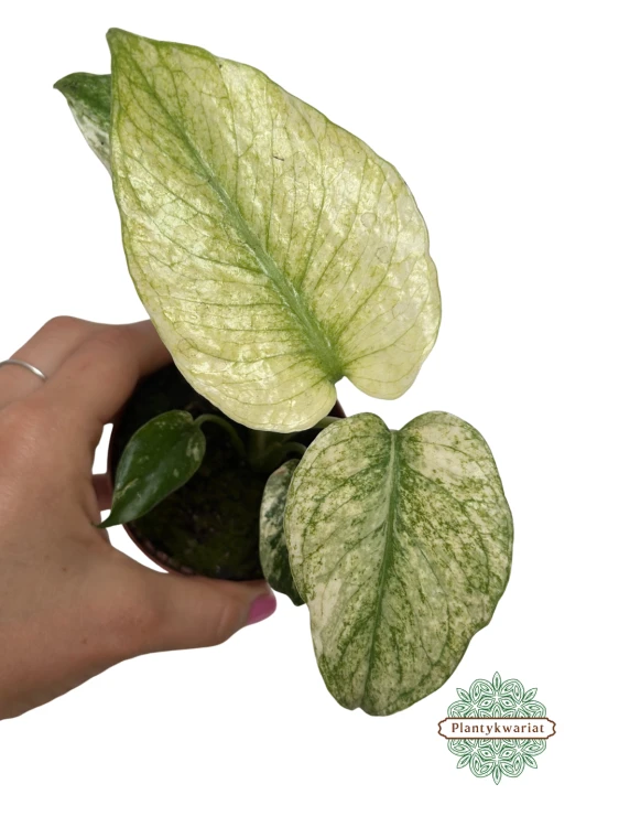 Monstera Mint ø8 cm