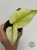 Monstera Mint ø8 cm
