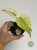 Monstera Mint ø8 cm