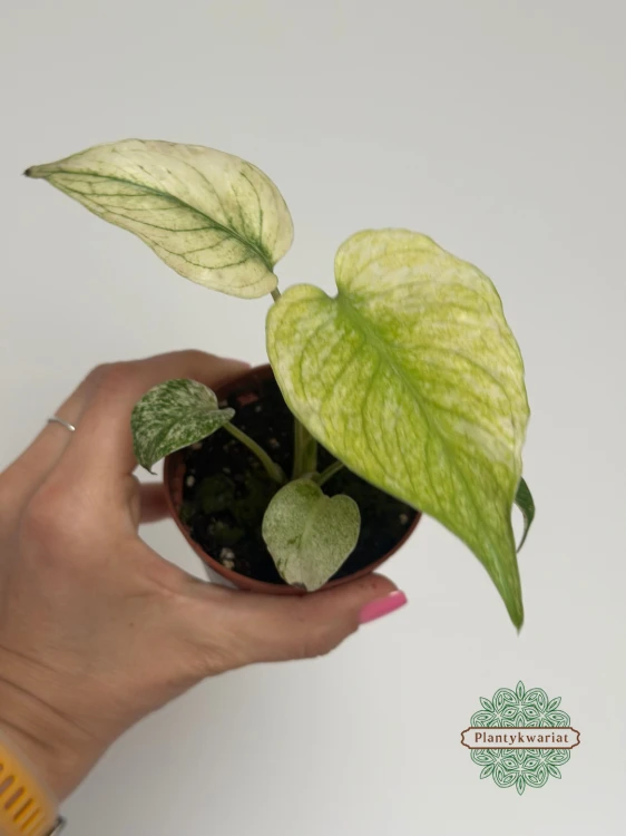 Monstera Mint ø8 cm