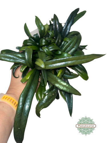Microsorum thailandicum