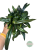 Microsorum thailandicum