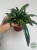 Microsorum thailandicum