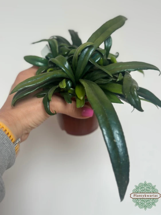 Microsorum thailandicum
