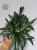 Microsorum thailandicum