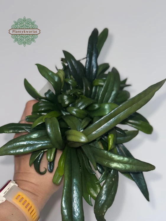 Microsorum thailandicum
