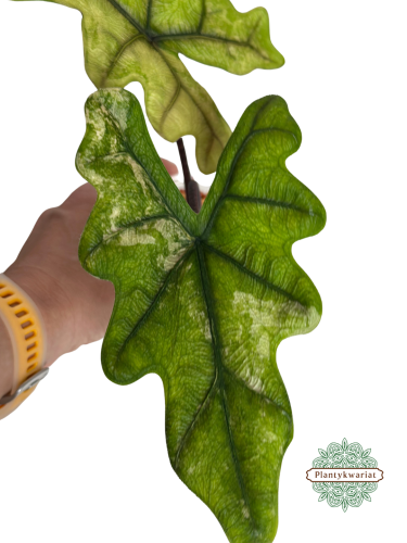 Alokazja (Alocasia) Jacklyn Variegata