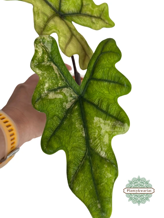 Alokazja (Alocasia) Jacklyn Variegata