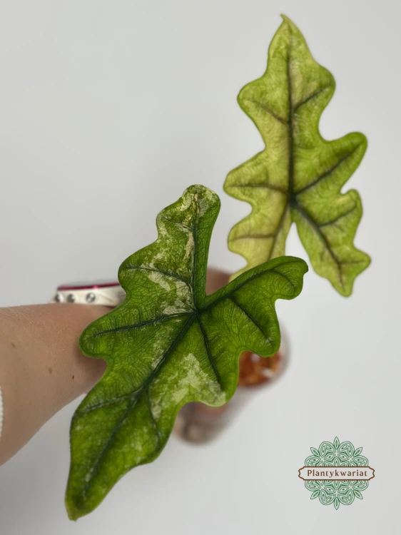 Alokazja (Alocasia) Jacklyn Variegata