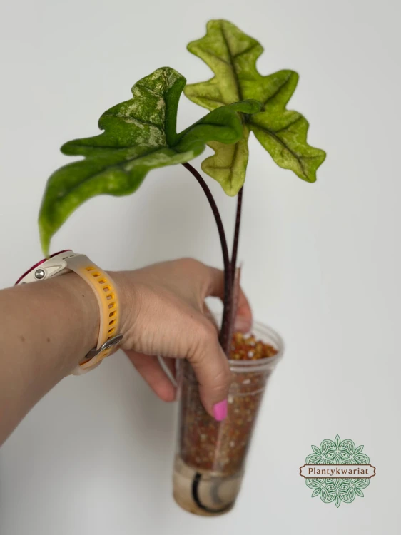 Alokazja (Alocasia) Jacklyn Variegata