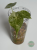 lokazja (Alocasia) Golden Bone Pink Splash