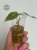 lokazja (Alocasia) Golden Bone Pink Splash
