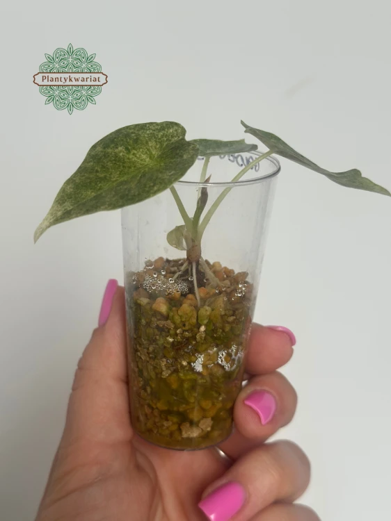 lokazja (Alocasia) Golden Bone Pink Splash