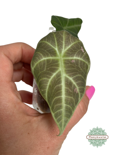 Alokazja (Alocasia) Maharani Regres