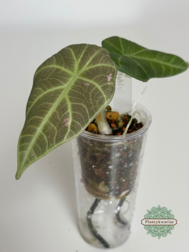 Alokazja (Alocasia) Maharani Regres