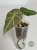 Alokazja (Alocasia) Maharani Regres