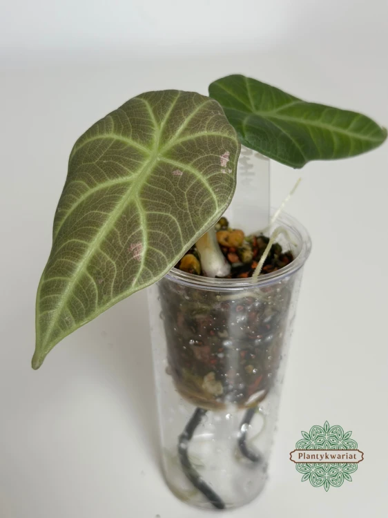 Alokazja (Alocasia) Maharani Regres