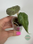 Alokazja (Alocasia) Maharani Regres
