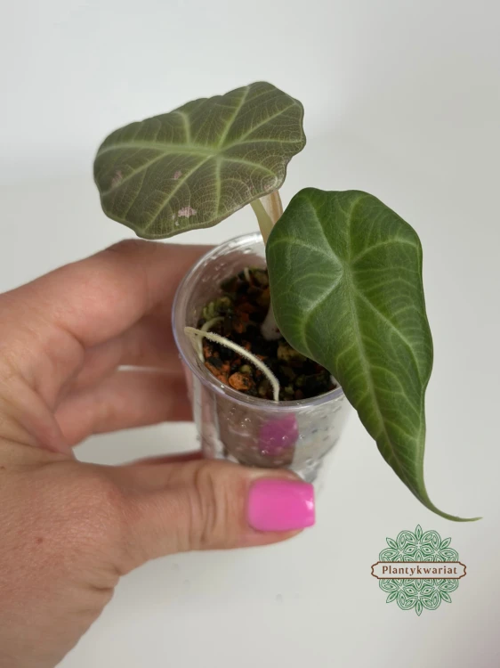 Alokazja (Alocasia) Maharani Regres