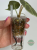 Alokazja (Alocasia) Maharani Regres