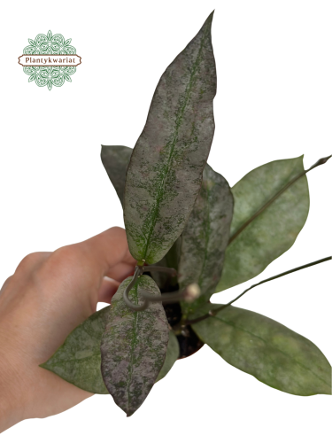 Hoja (Hoya) Mitrata Silver