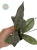 Hoja (Hoya) Mitrata Silver