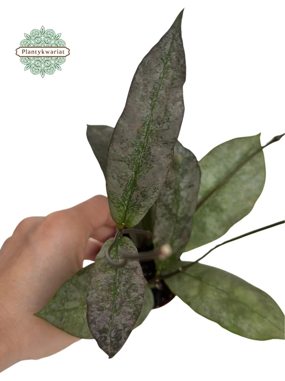 Hoja (Hoya) Mitrata Silver