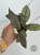 Hoja (Hoya) Mitrata Silver